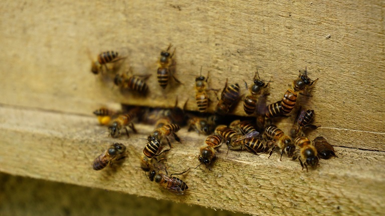 nuôi ong lấy mật