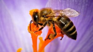 các loại ong mật