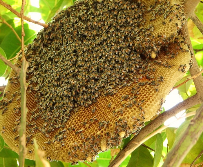 giá mật ong rừng